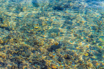 Fototapeta na wymiar Background transparent water of the red sea and beautiful fish in clear water for diving