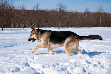 shepherd dog in winter
