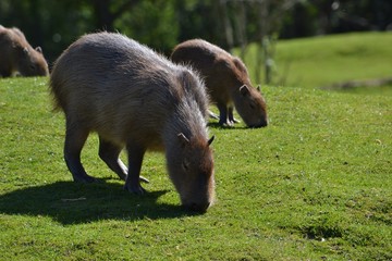 Capybara