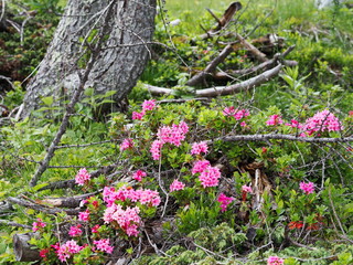 bewimperte Alpenrose in den Alpen