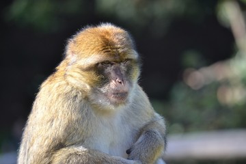 Monkey