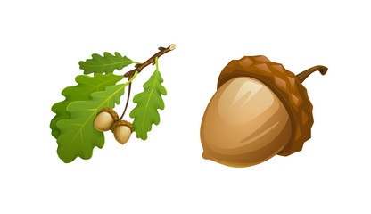 vector illustration of oak branch with leaves and acorns and acorn large separately