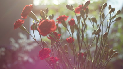 kwiaty, goździki, czerwień