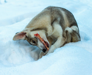 Siberian husky in the snow