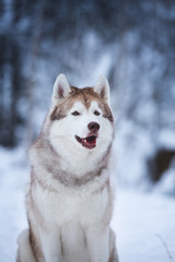 Close-up portrait of happy beige dog breed siberian husky sitting on the snow in the fairy winter forest