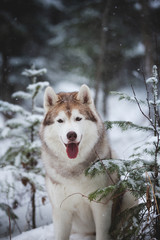 Portrait of gorgeous and happy beige and white dog breed siberian husky sitting on the snow in the forest in winter