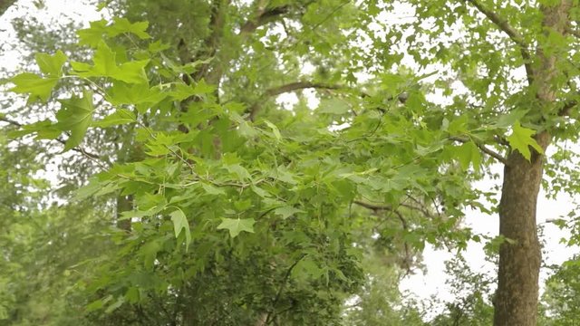 Big maple in the park, green big maple, Maple leaves sway in the wind