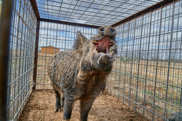 Wild boars caught in a box trap
