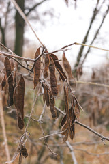 Acacia seeds covered with frost on a branch