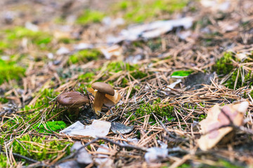 Beautiful edible mushroom in a pine forest