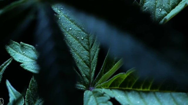 Leaves of hemp bush growing indoors