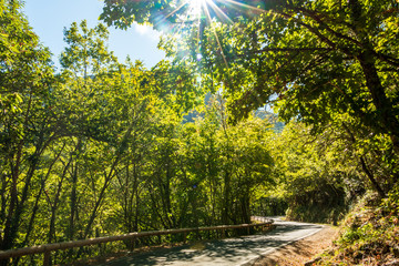 Chemin de promenade en forêt  