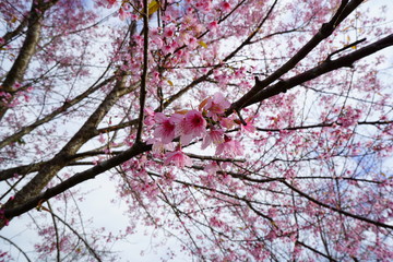 cherry tree in blossom