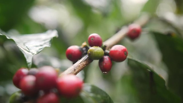 Coffee Berries at Organic Plantation Farm. Bali, Indonesia. 4K Slowmotion.