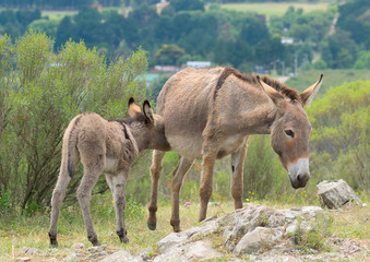 A wild donkey suckling her baby