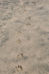 Paw Prints in the Sand