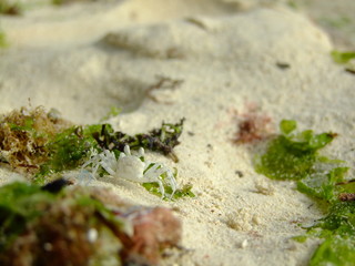 Krabbe am Strand