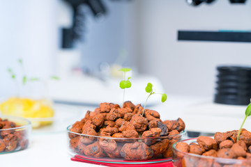 Modern Laboratory .Vegetables in hydroponics  tech picks.