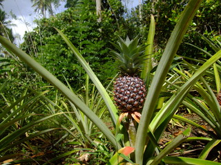 Ananas am Strauch