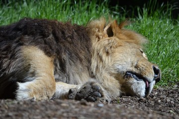 Sleepy lion