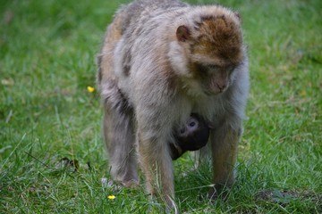 Monkeys mum and baby