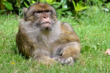 Monkey