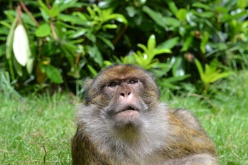 Fototapeta premium Monkey