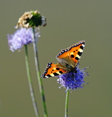 Falter,Schmetterling,Kleiner Fuchs