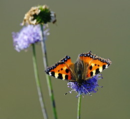 Falter,Schmetterling,Kleiner Fuchs