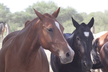 Caballos Pura Sangre