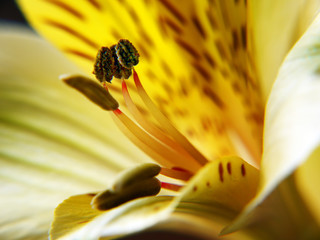 Astrameria flower stamens