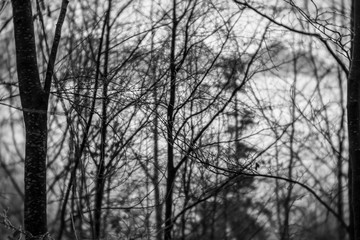 Fototapeta na wymiar Forest in black and white