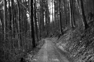 Gravel road in the forest