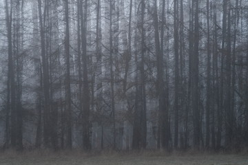 Fototapeta na wymiar Wald Hintergrund mit Nebel im Winter