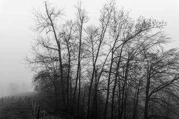trees in the fog