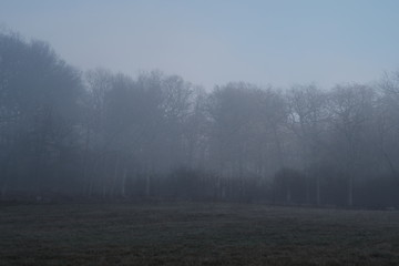 Landschaft zur Winter Zeit mit Nebel Wiesen und Bäumen
