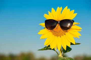 Rolgordijnen Closeup sunflower wearing black sunglasses with blue sky background © Svetlana