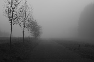 Alley row out of young trees and a road