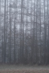 Fototapeta na wymiar Wald Hintergrund mit Nebel