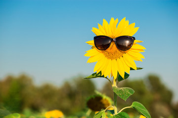Closeup sunflower wearing black sunglasses with blue sky background