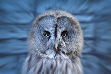 Owl on the brick wall background. A big-eyed owl looking ahead.