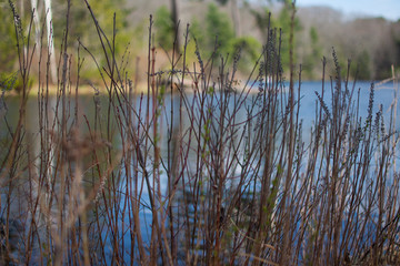 close up shot of a bunch of reeds growing by a beautiful blue lake in a forest on a sunny spring day