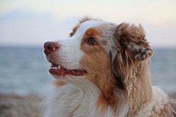 extreme close up from an australian shepherd head at the beach