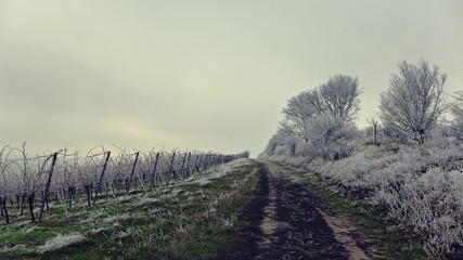 Fototapeta premium Weg durch einen winterlichen Weinberg