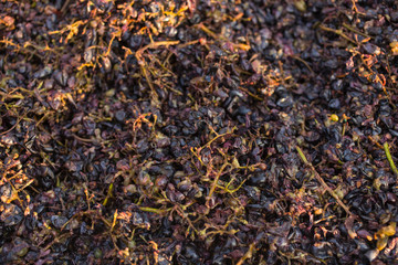 Wine-making. Technology of wine production. The folk tradition of making wine. Wine production in Moldova. The ancient tradition of grape processing.