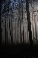 Old Beech Forest during Winter Season with fog