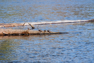 wild turtles basking in the warm sunlight on a fallen tree on a perfectly blue lake in the middle of a forest on clear sunny spring day