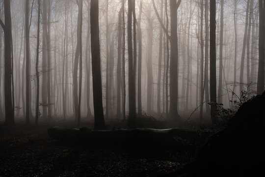 Forest out of old huge beech trees during einter season