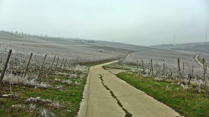 Fototapeta na wymiar Landwirtschaftlicher Weg durch Weinberge