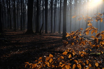 Wald aus Buchen bei Sonnenschein und Nebel am Morgen